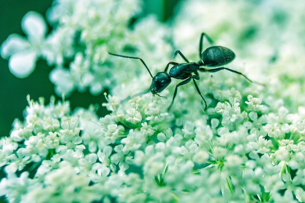 How To Get Rid Of Ants In The Bedroom